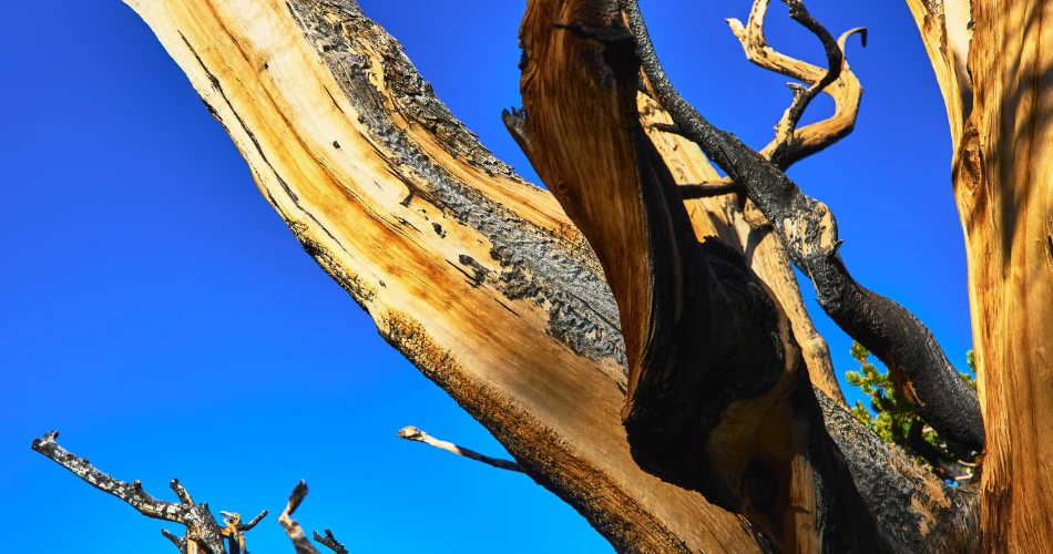 Best Places and Foods to Try in Big Pine, United States