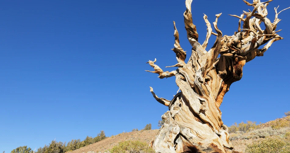 Best Things to Explore in Big Pine, United States: A Complete Travel Discovery Guide